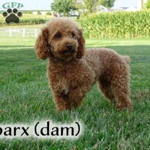 Max, Toy Poodle Puppy